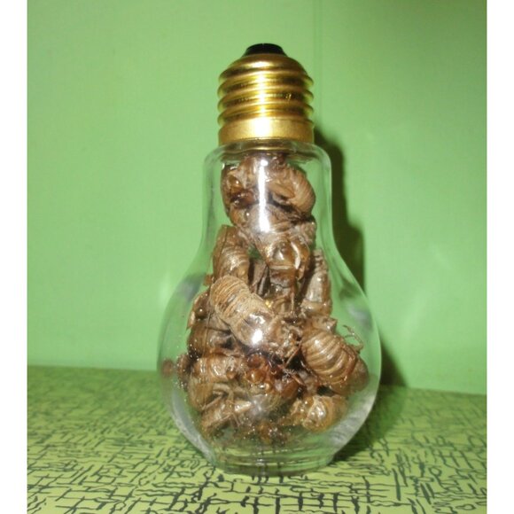 Glass Lightbulb Jar full of 27 Cicada Skins oddity curiosity goth taxidermy - Picture 14 of 16